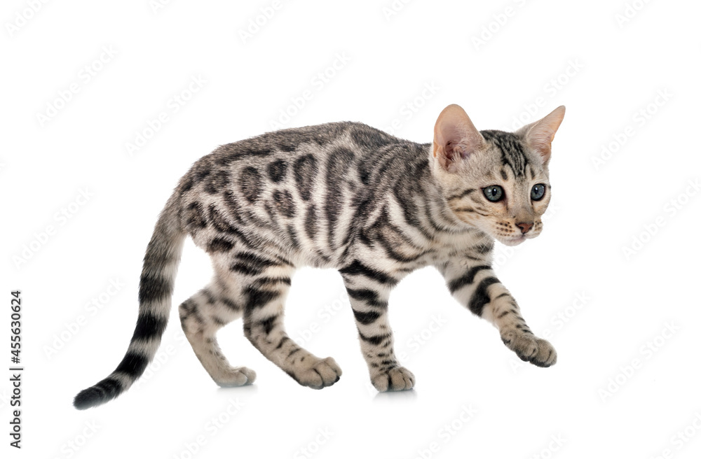 bengal kitten in studio bengal kitten in studio