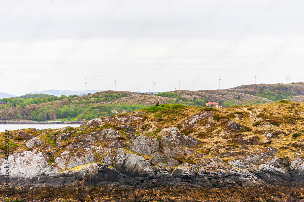 Rocky coastline and a White tailed eagle sitting at the rocks