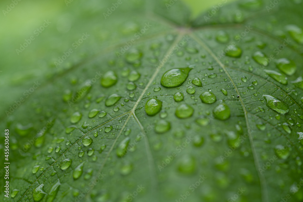 raindrops on green leaves during rainy days raindrops on green leaves during rainy days