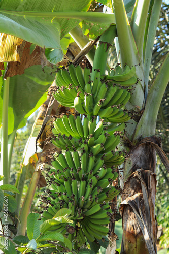 close up of green unripe bananas still on the tree