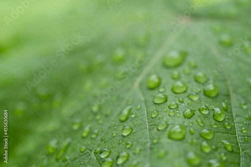 raindrops on green leaves during rainy days