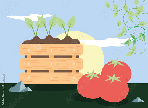 plants cultivating and tomatoes