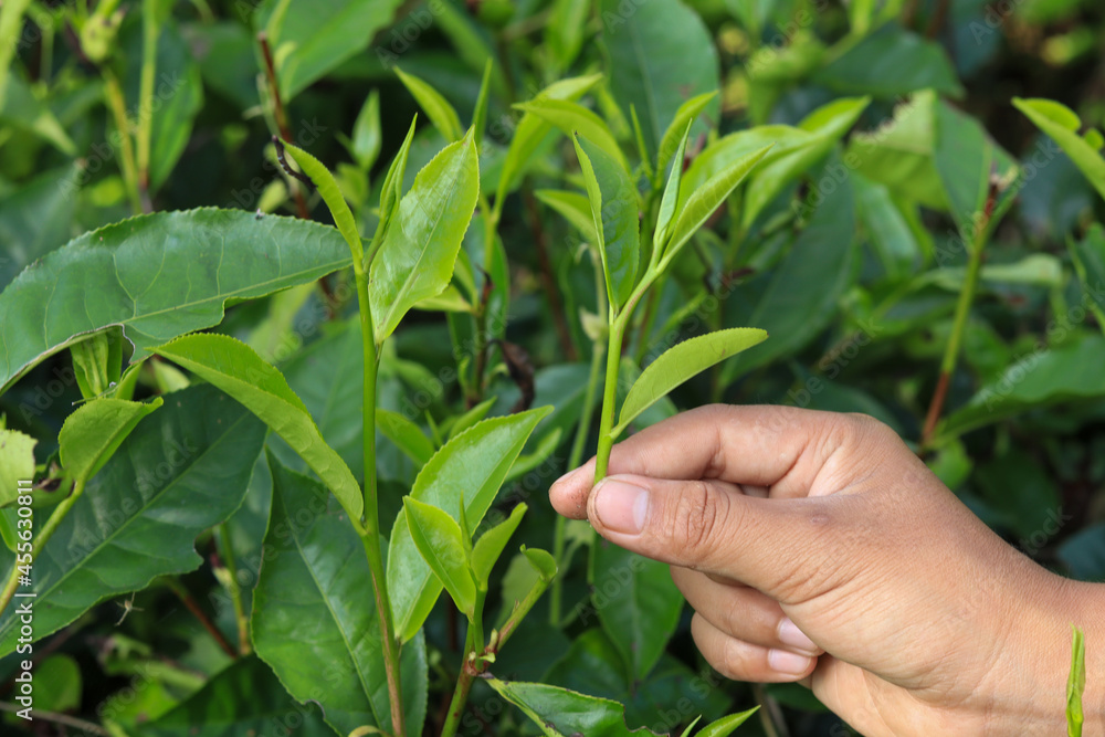 harvesting hand picking green fresh tea shoots on a green background harvesting hand picking green fresh tea shoots on a green background