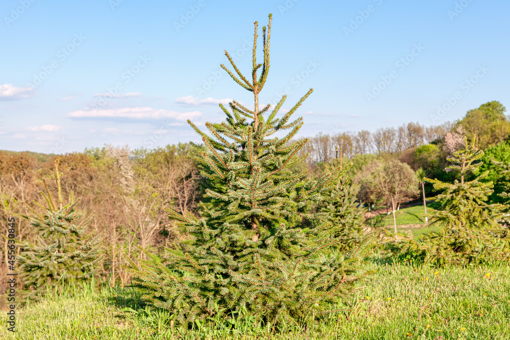 Fir tree growing on the green hill . Evergreen tree in the summer Fir tree growing on the green hill . Evergreen tree in the summer