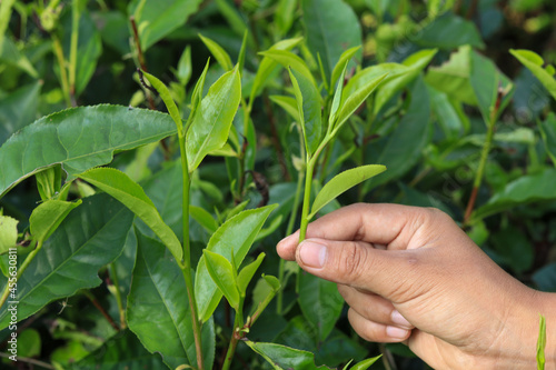 harvesting hand picking green fresh tea shoots on a green background