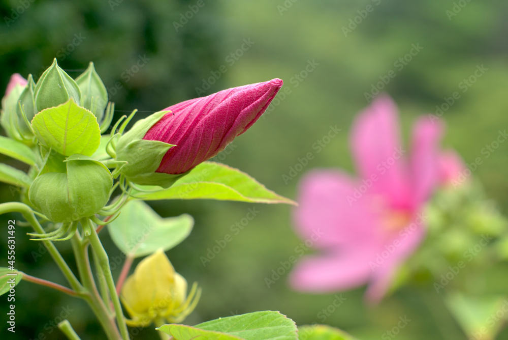 ピンク色の木槿の花の蕾