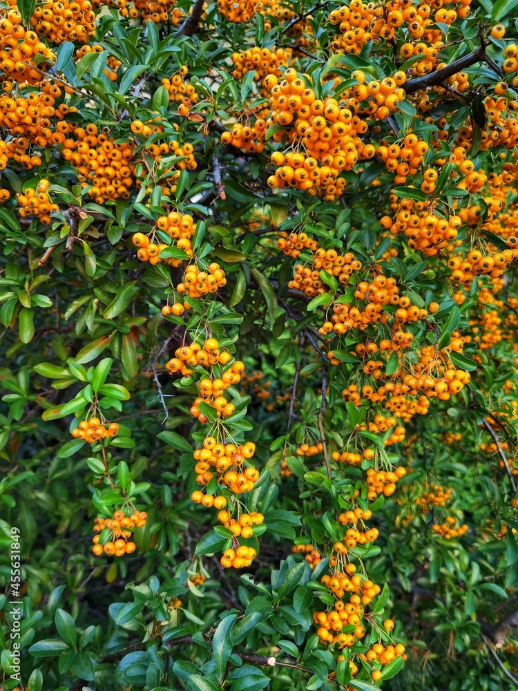 Pyracantha coccinea. Firethorn,  plant with yellow or red fruits.