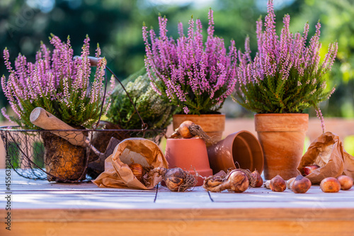 Flower bulbs and blooming heathers on the table in the garden. photo
