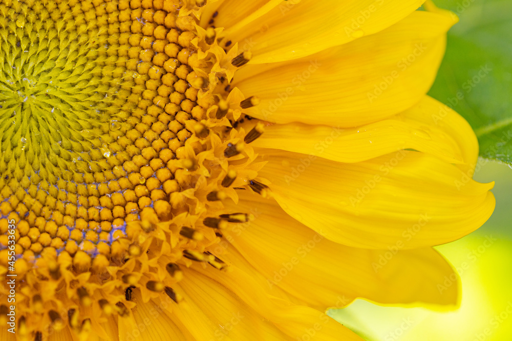 Sunflower flower close-up shot. Beautiful fresh yellow sunflower with petals macro fragment. Sunflower flower close-up shot. Beautiful fresh yellow sunflower with petals macro fragment.