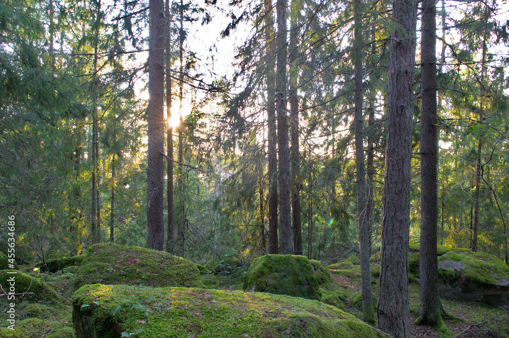 The rays of the sun through the trees. The rays of the sun through the trees.