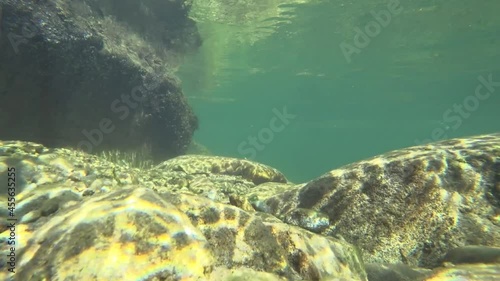 underwater world of a mountain river in the summer
