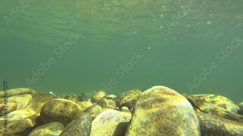 underwater world of a mountain river in the summer