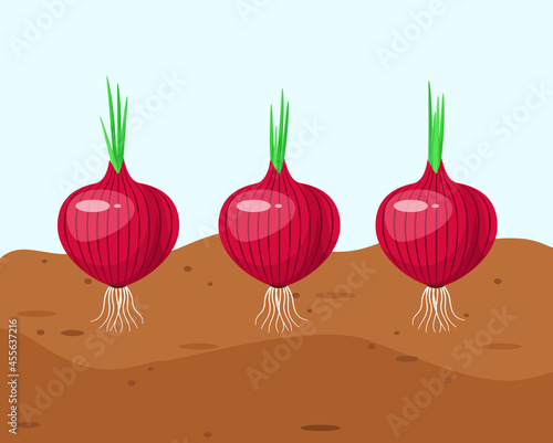 Onions grow in the garden. Vegetables in a cartoon style.