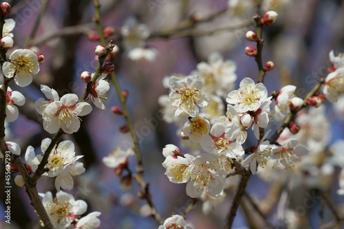 初春の訪れを知らせる可憐な梅の花が咲く