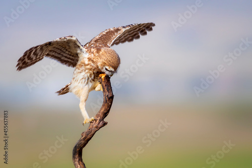 Little owl. Colorful nature background. Athene noctua.  