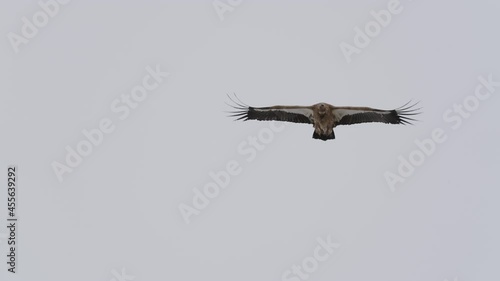 vulture