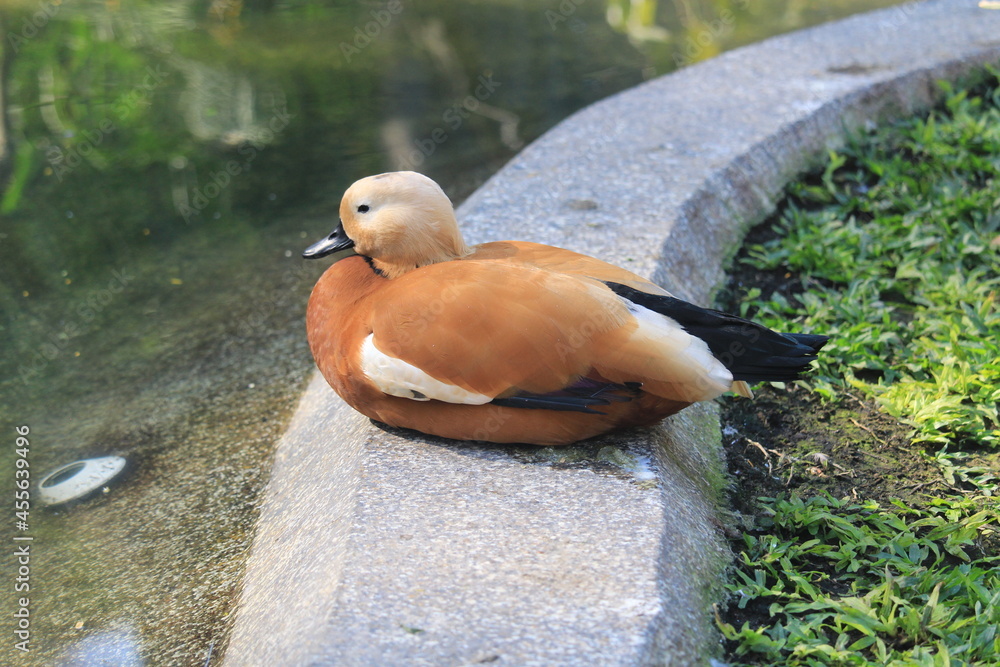Fototapeta premium Brown Duck