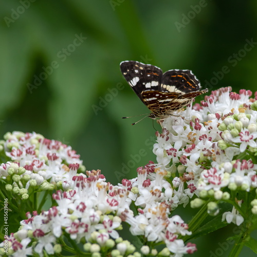 White flowers and the butterfly sitting against greens