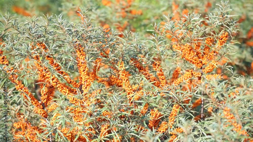 A sea buckthorn bush with ripe berries sways in the wind, illuminated by the sun's rays in Khakassia on Lake Shira A sea buckthorn bush with ripe berries sways in the wind, illuminated by the sun's rays in Khakassia on Lake Shira