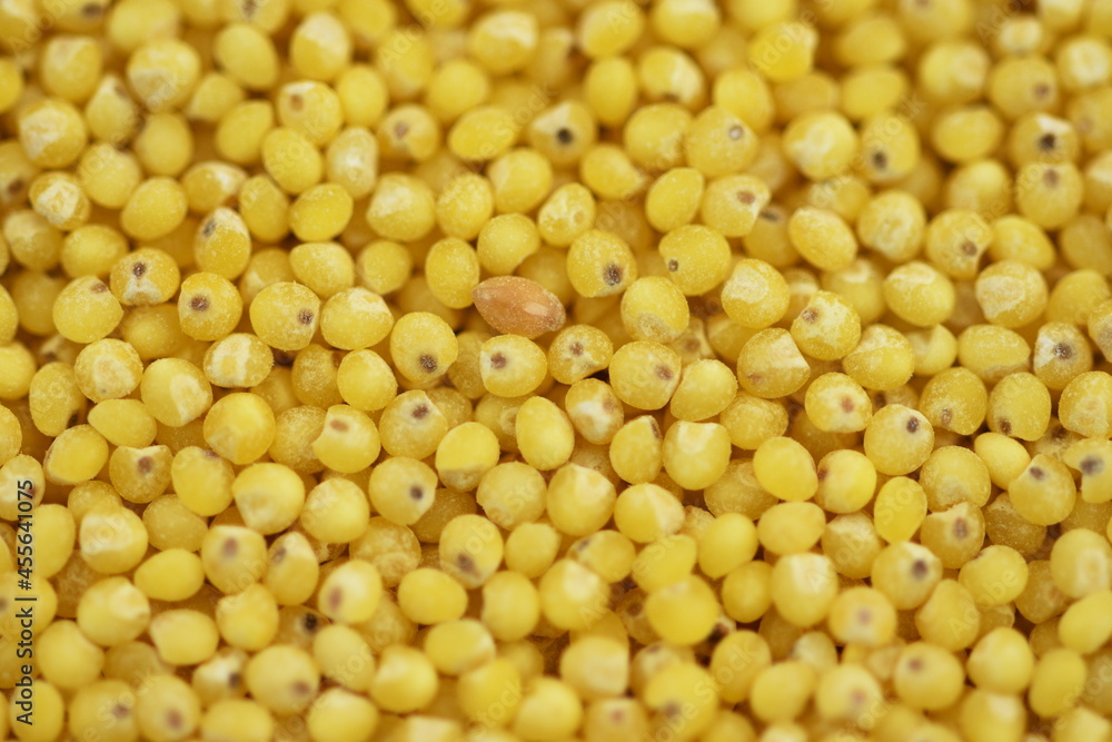 hulled millet (Panicum miliaceum) grains hulled millet (Panicum miliaceum) grains