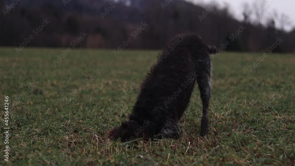 Bohemian Wire-haired Pointing Griffon digging a hole in a field trying to find an animal he can smell. Animal hunting. Raking with the front feet. Full HD Bohemian Wire-haired Pointing Griffon digging a hole in a field trying to find an animal he can smell. Animal hunting. Raking with the front feet. Full HD