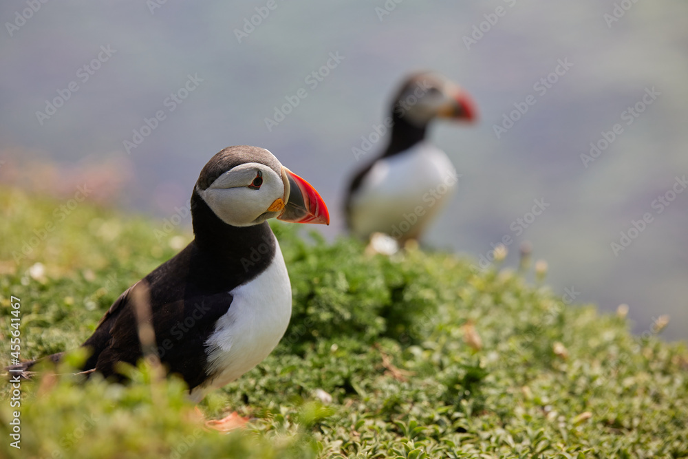 puffin standing on a rock cliff . fratercula arctica puffin standing on a rock cliff . fratercula arctica