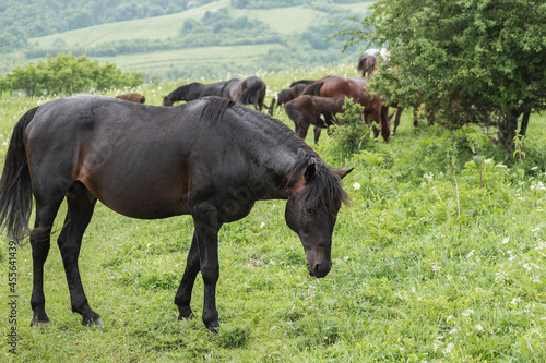 Close-up of a black horse leaning his head sideways to the frame. A mountain pasture. The concept of livestock breeding.