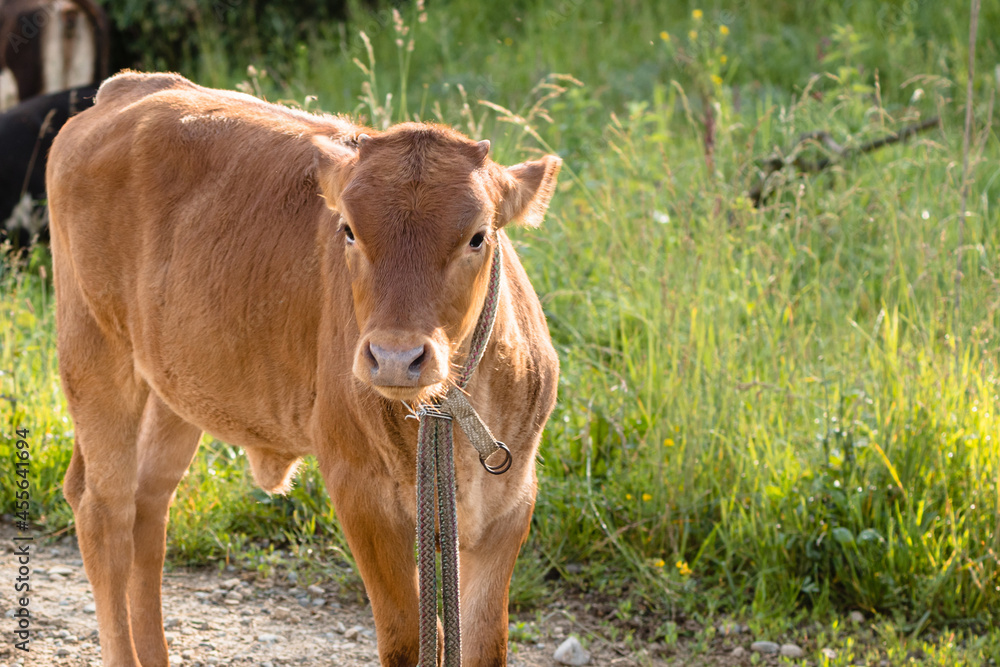 A brown calf with a rope around its neck looks close-up at the camera. Green grass is in the background. Concept of cattle development.