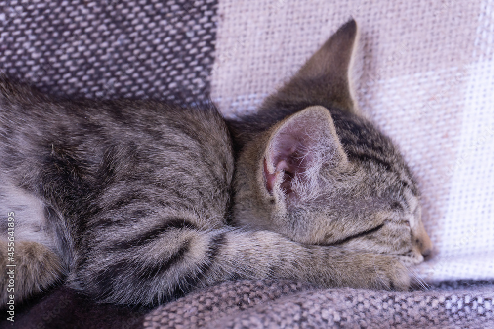 Little tabby kitten sleeping on a beige checkered plaid