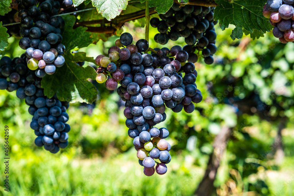 blue merlot grapes in green vineyard