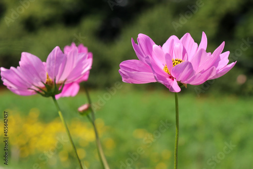 秋桜 コスモス 鮮やか はなびら  花畑 美しい グリーン 綺麗 青空ピンク  晴れた © rin