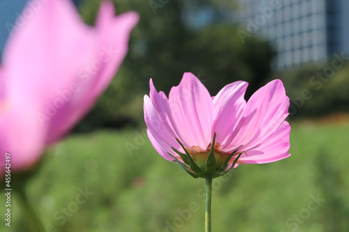 秋桜 コスモス ビル 都会 はなびら  花畑 美しい グリーン 綺麗 青空ピンク