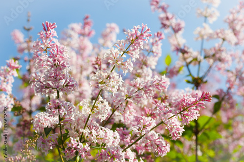 Beautiful pink lilac branch with flowers and buds in the summer garden