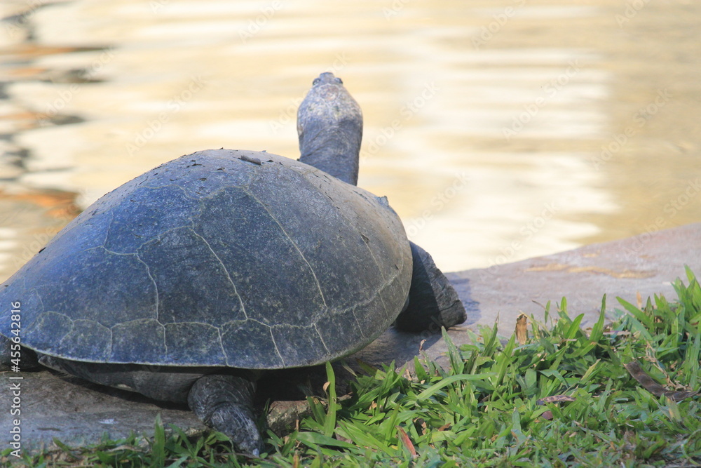 Obraz premium Yellow-spotted river turtle