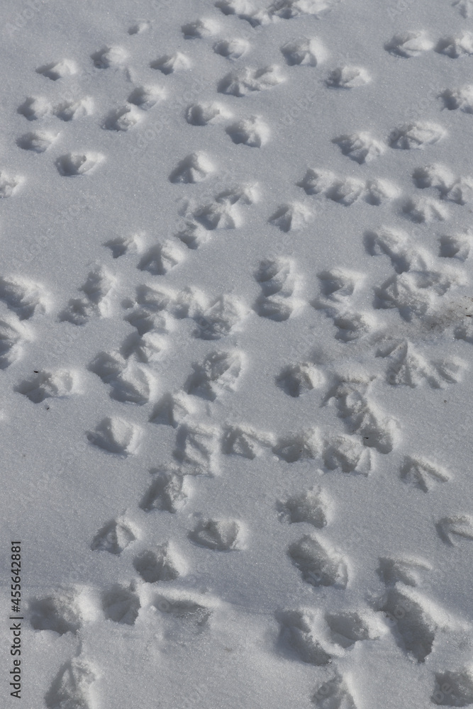 Patterned duck tracks on freshly fallen snow vertical orientation Patterned duck tracks on freshly fallen snow vertical orientation