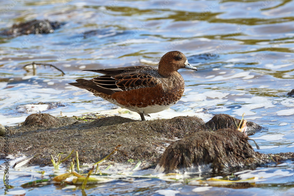 Anas penelope. The duck is standing on a hummock in the middle of the water Anas penelope. The duck is standing on a hummock in the middle of the water