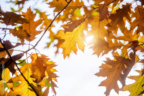 Red oak leaves on blue sky background 