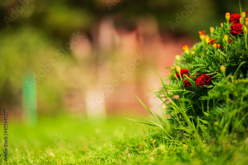 Close-up flower bed with highly blurred background with copy space. Fresh grass meadow in sunny morning. Beautiful country flowers on a bright day