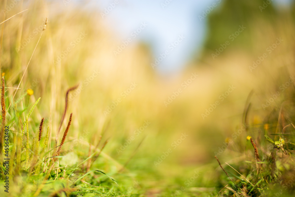 Natural strong blurry background of green grass blades close up. Fresh grass meadow in sunny morning. Copy space Natural strong blurry background of green grass blades close up. Fresh grass meadow in sunny morning. Copy space