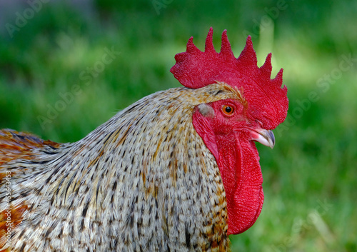 Slika na platnu Rooster or hen
While these terms refer to different birds, they are all chickens
