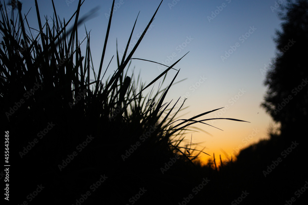 Obraz premium Silhouette of a meadow with long stems of plants close-up in the evening against the backdrop of sunset and trees. Copy space