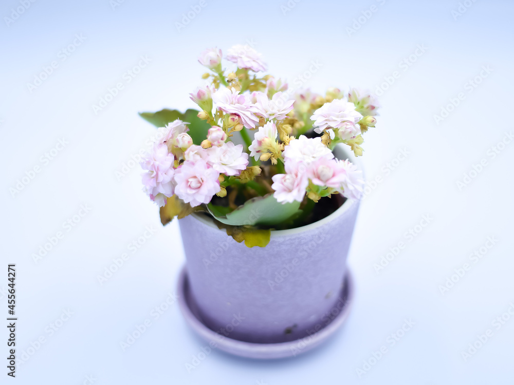 bouquet of flowers in a vase bouquet of flowers in a vase