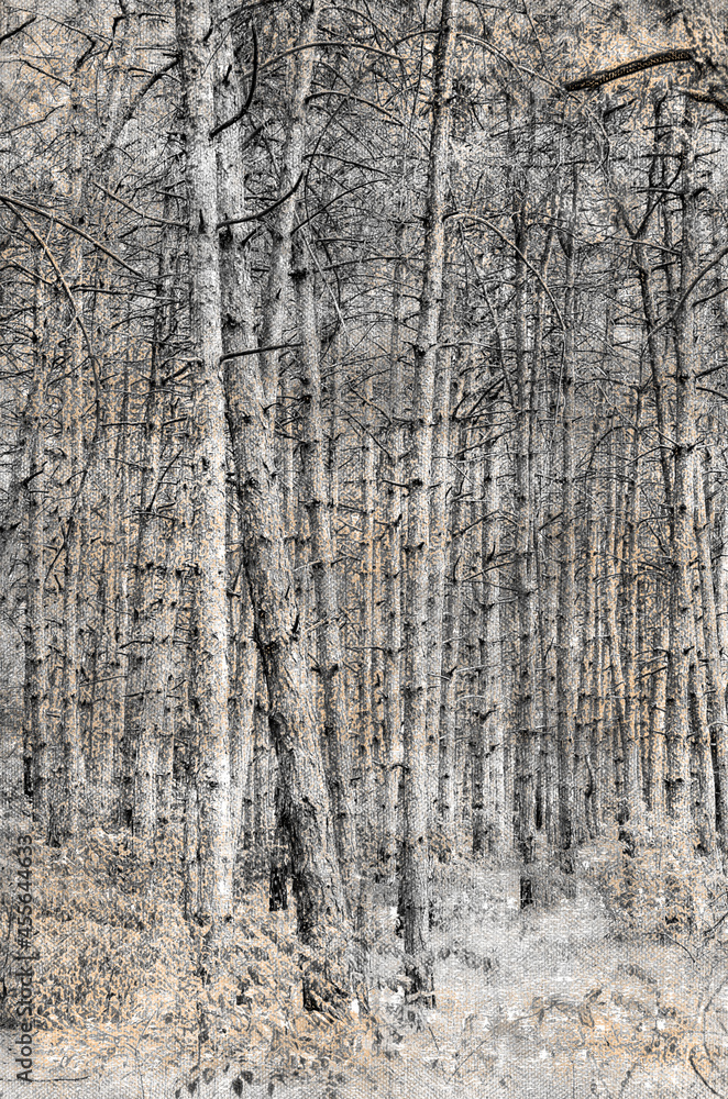 Dry trees without leaves. Pine forest after the fire. Rows of tall trees. Digital watercolor painting.