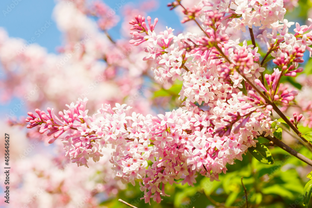 Beautiful pink lilac branch with flowers and buds in the summer garden Beautiful pink lilac branch with flowers and buds in the summer garden