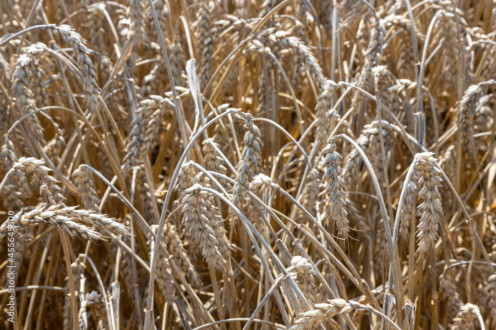Fototapeta premium Field of Golden wheat under the blue sky and clouds