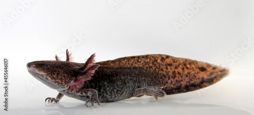 Axolotl (Ambystoma mexicanum) photo