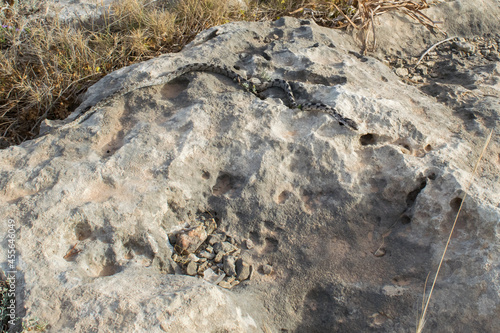 A European Cat Snake, or Soosan Snake, Telescopus fallax, slithering on rocks, in Malta. photo