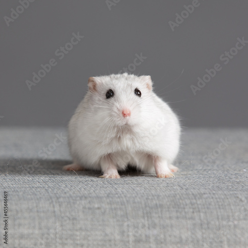 hamster blanc © Gisele