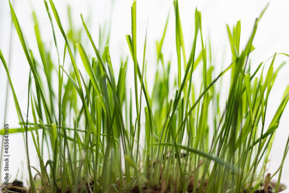 green grass on white background green grass on white background