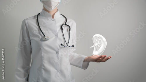 Hematologist doctor, spleen specialist. Aesthetic handdrawn highlighted illustration of human spleen. Neutral grey background, studio photo and collage. photo